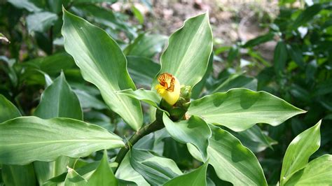 insulin plant in tagalog|Insulin plant sagot sa 15 milyong Pinoy na may diabetes.